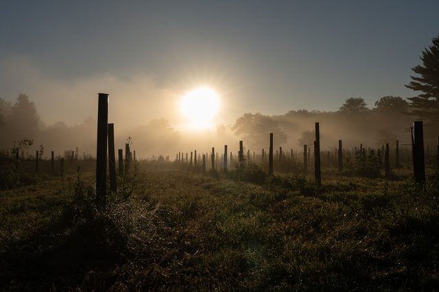 Low sun burning through morning mist over open farmland