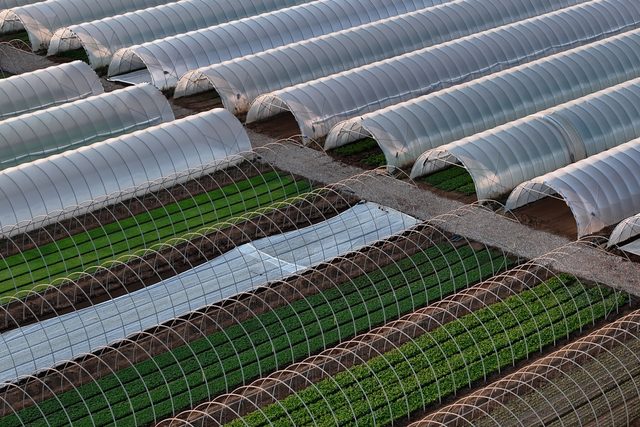 Polytunnel greenhouses arranged in rows on a farm