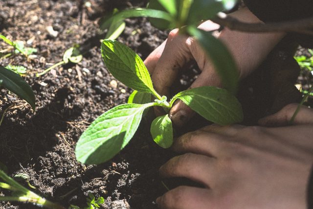 Hands planting a seedling into dark soil