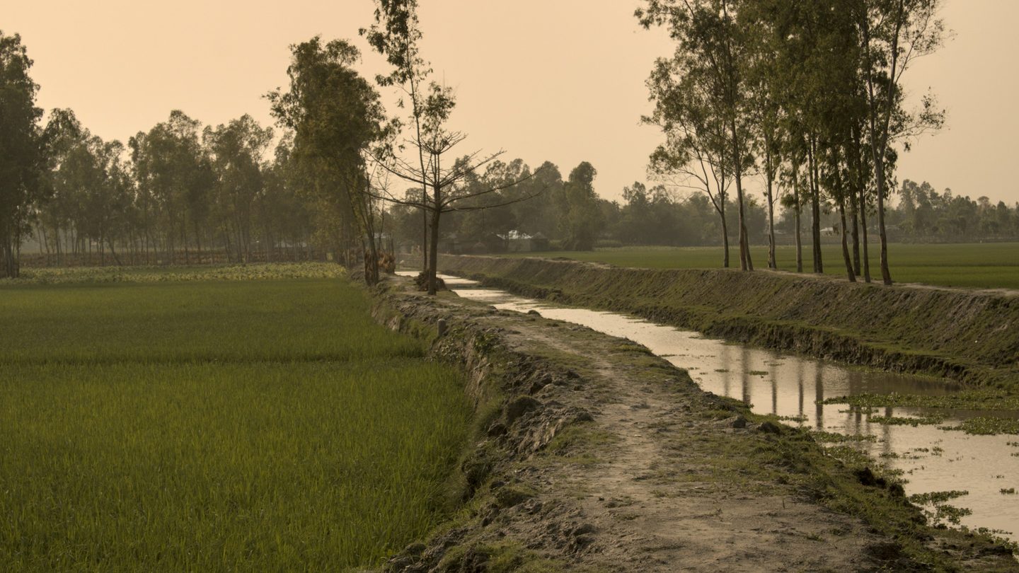 A track and irrigation channel running between green fields in warm hazy light