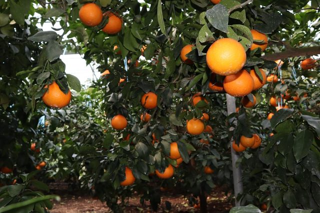Ripe oranges on the tree in a well-tended orchard