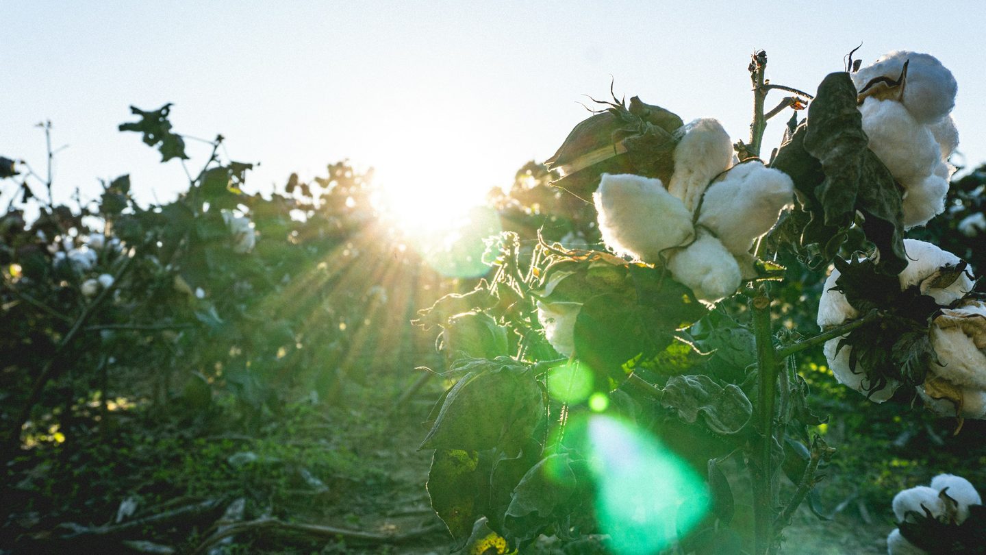 Sunlight breaking through a cotton crop at sunrise