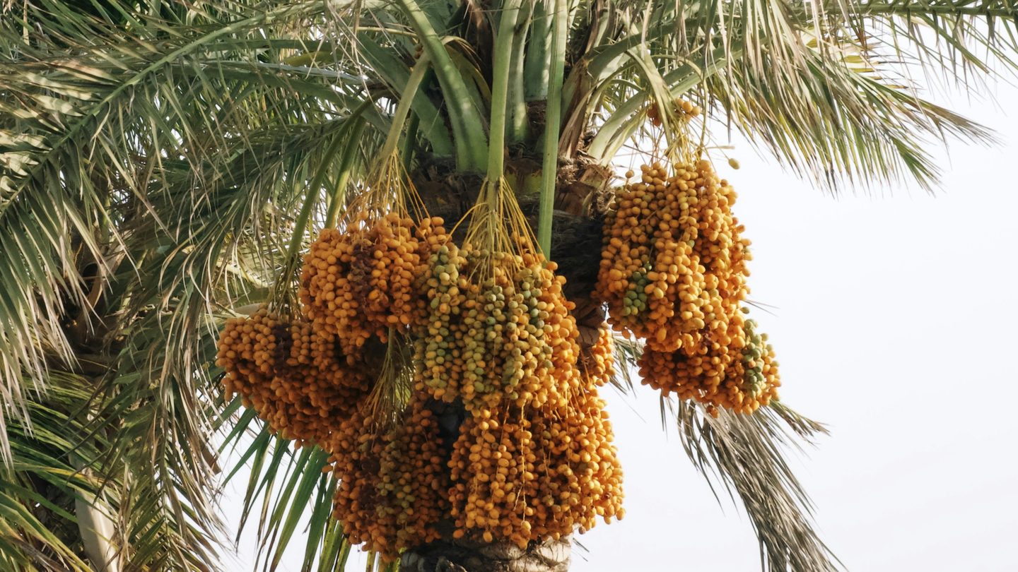 Heavy bunches of ripening dates on a palm