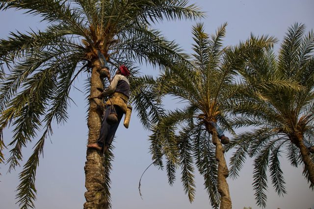 A worker climbing a date palm to reach the fruit
