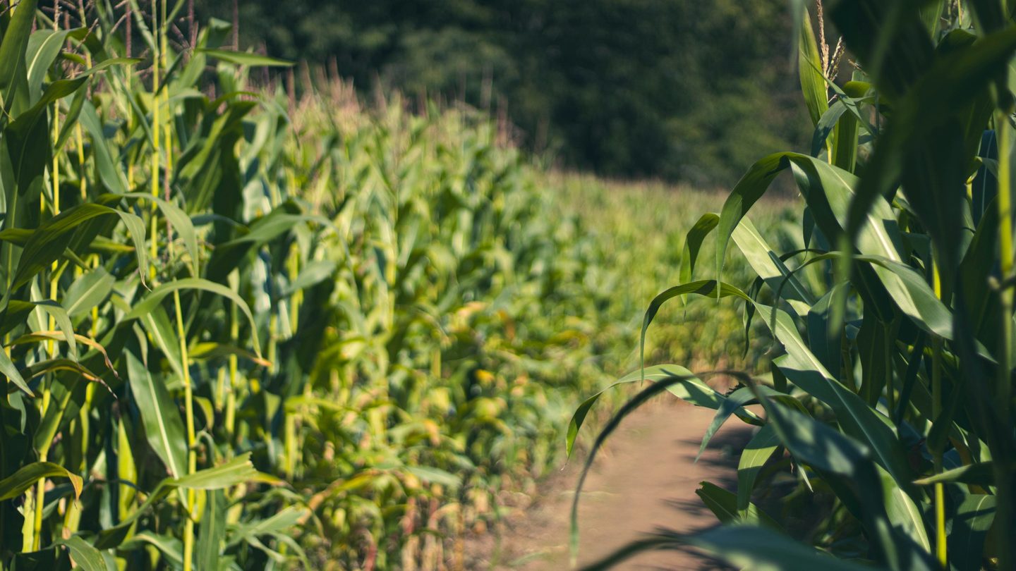 A path running between tall rows of maize