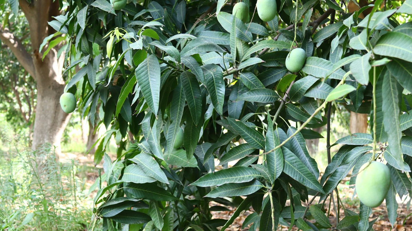 Mangoes ripening on the branch in a shaded orchard