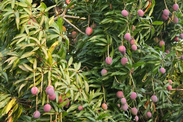 Mangoes hanging in clusters from a laden branch