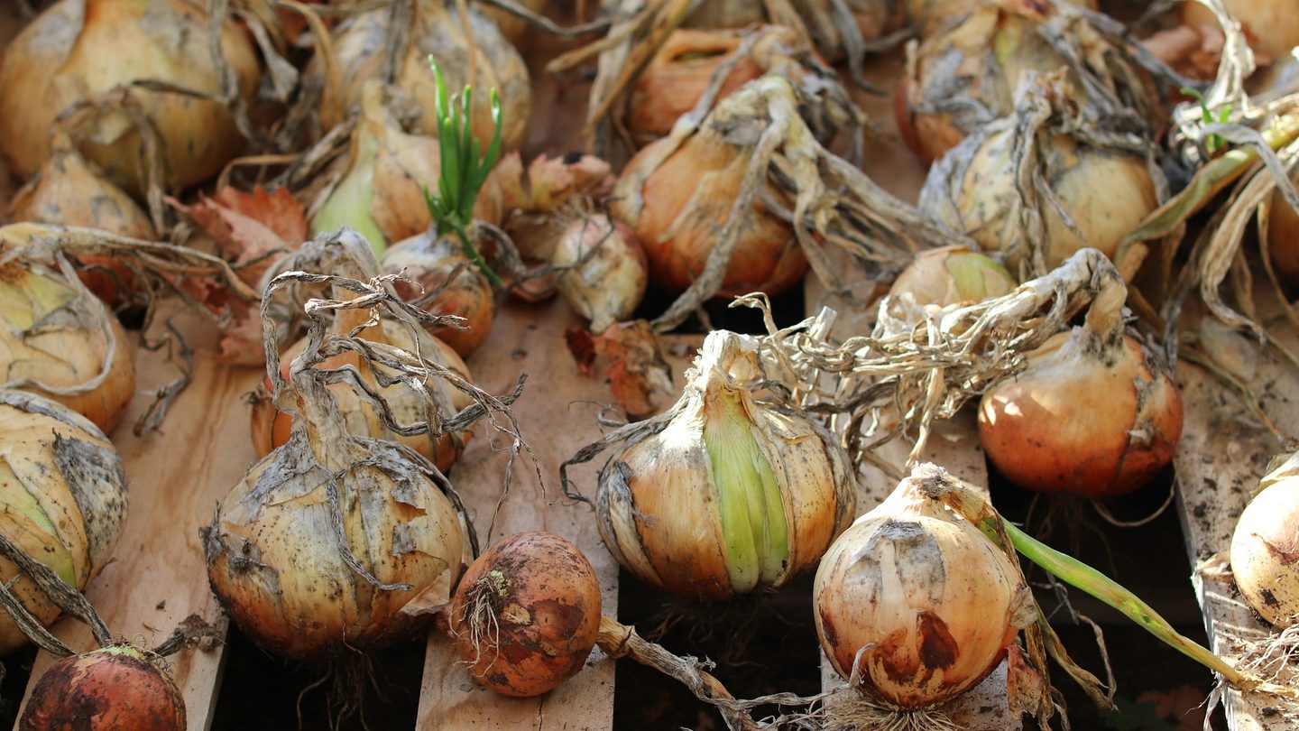 Harvested onions laid out to cure in the open air