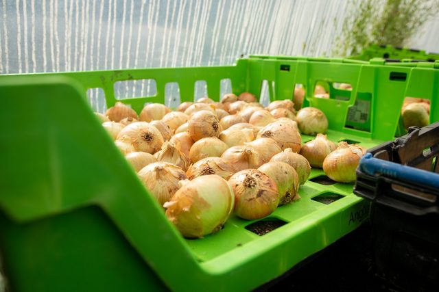 Cured onions packed into crates after harvest