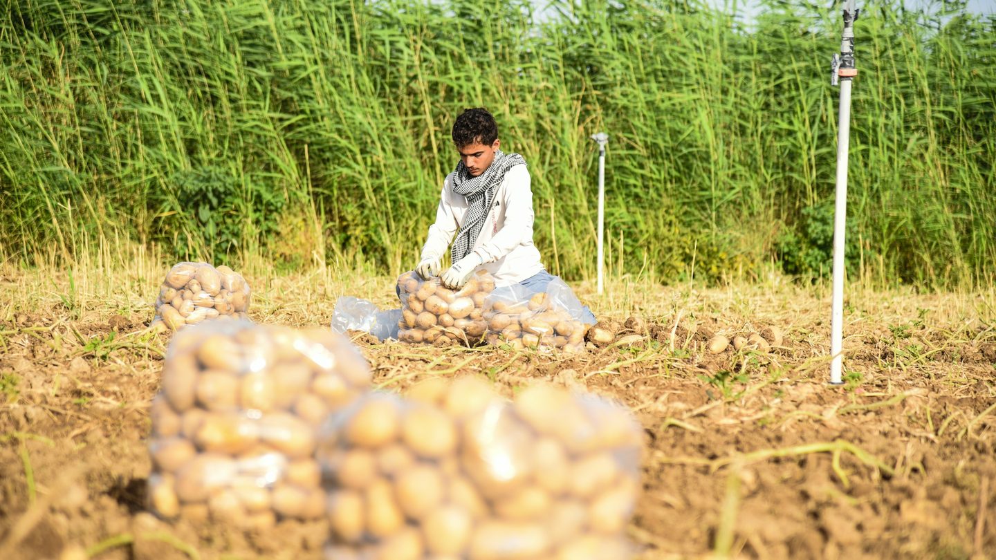 A farmer lifting potatoes from the ground at harvest