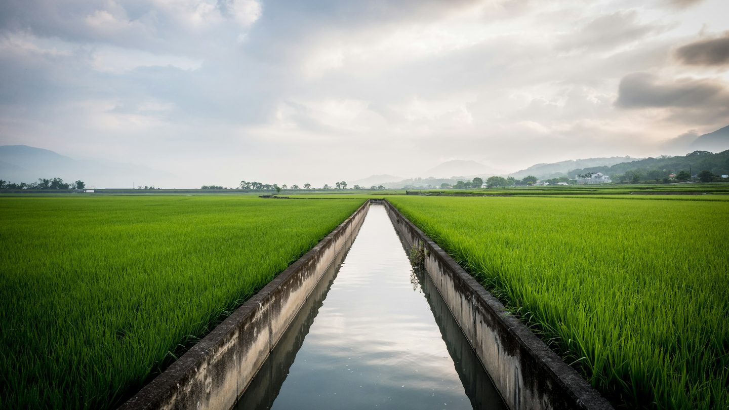 An irrigation canal running straight between vivid green rice fields