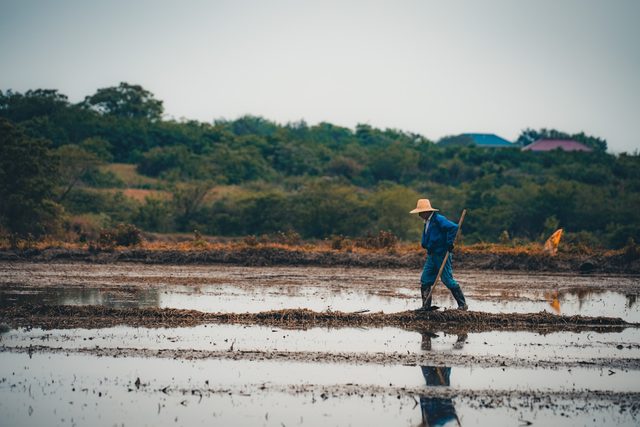 A farmer working in a flooded rice paddy