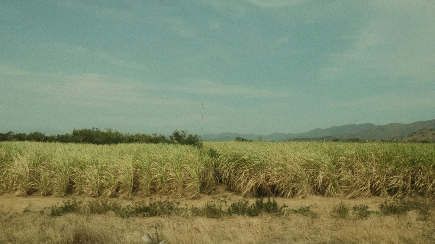 A tall stand of sugarcane under an open sky