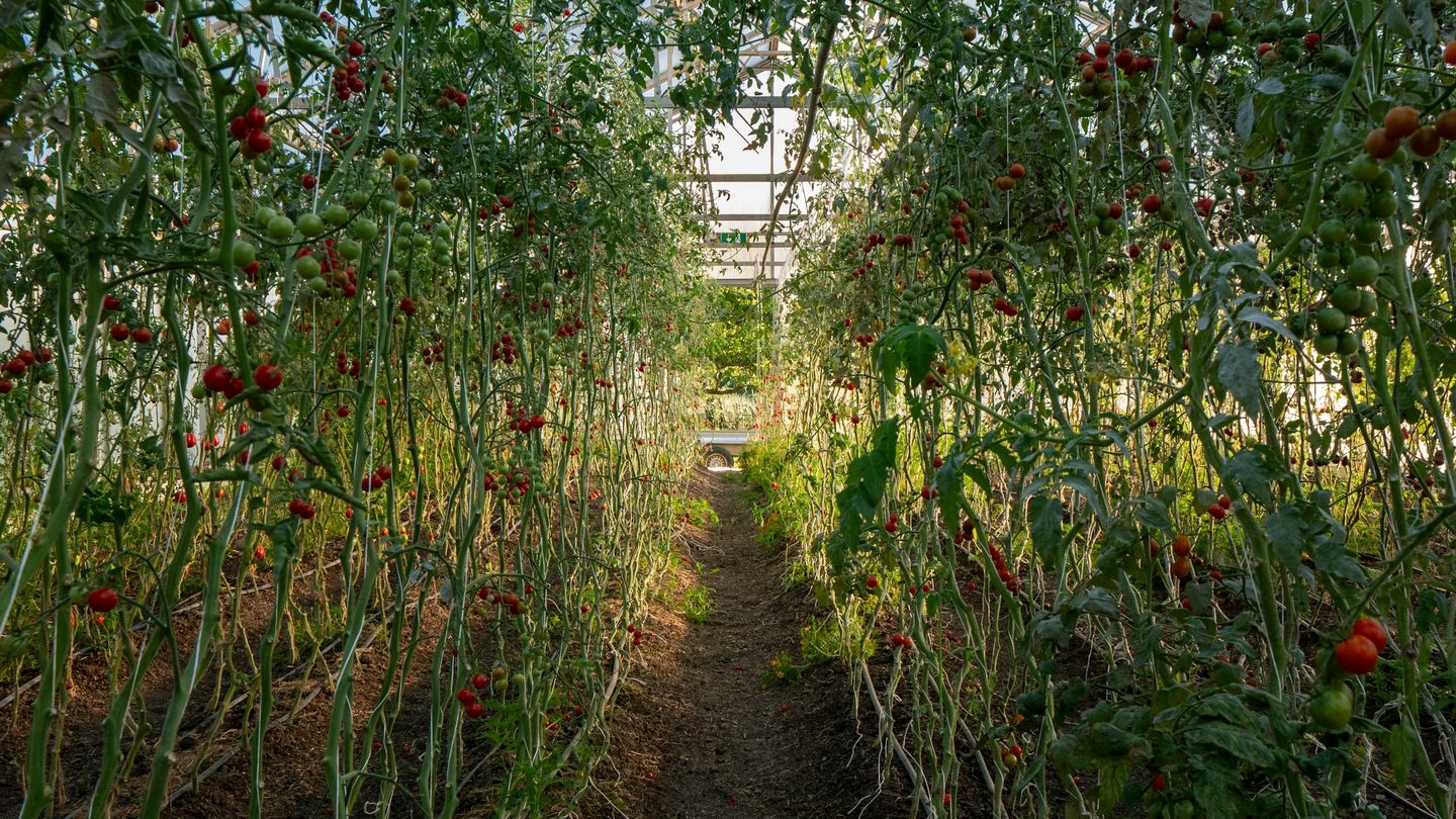 Rows of tomatoes ripening under a greenhouse roof