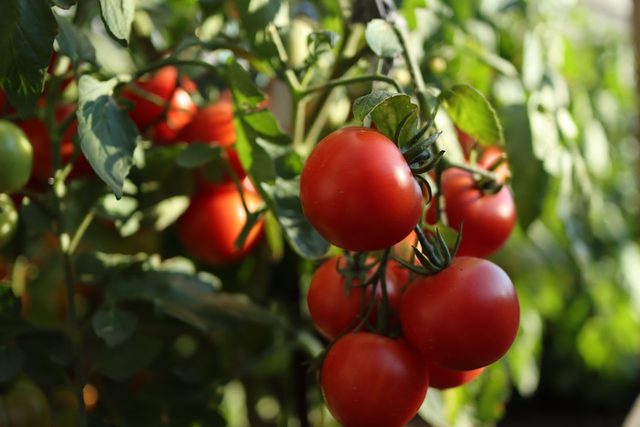 Ripe tomatoes on the vine in warm light