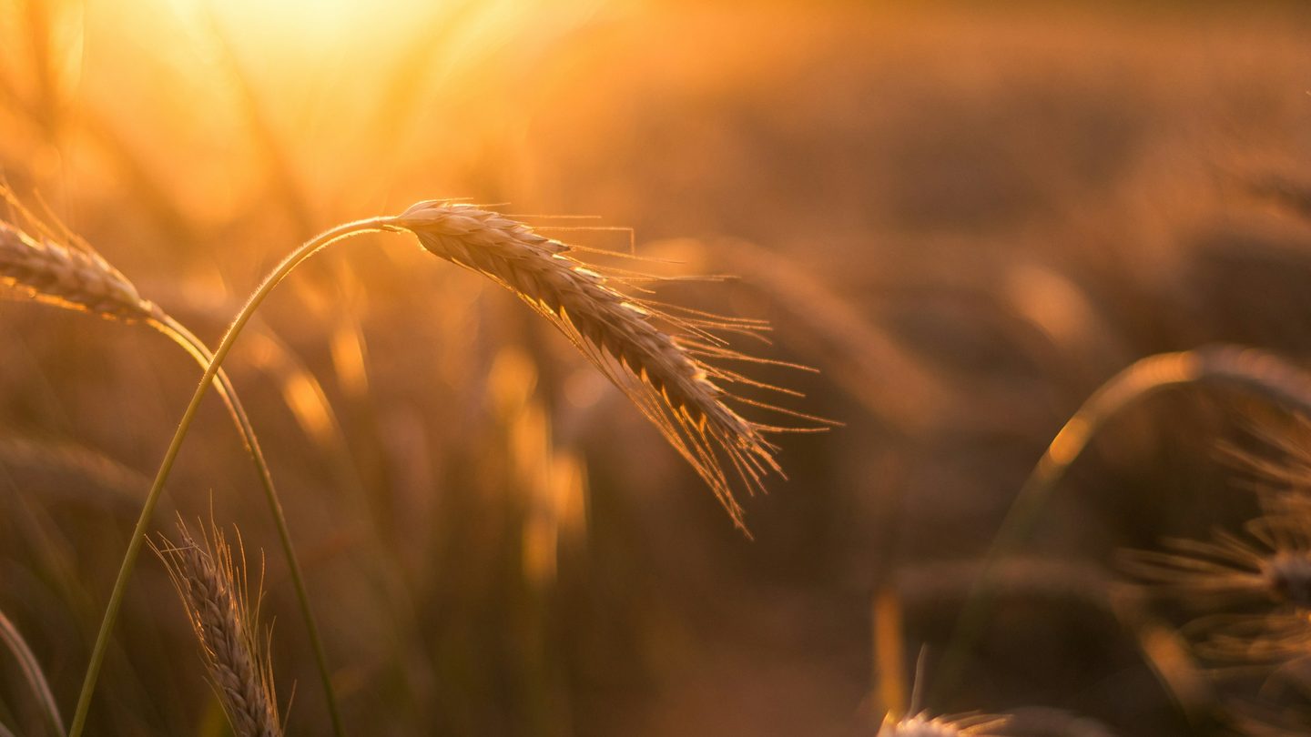 Ears of wheat glowing in low evening sunlight
