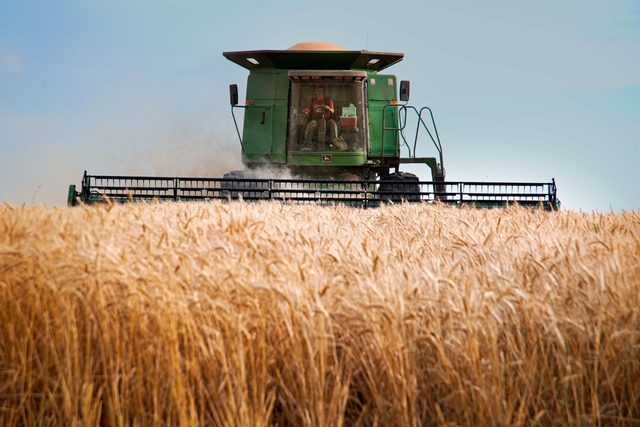 A combine harvester cutting a standing wheat crop