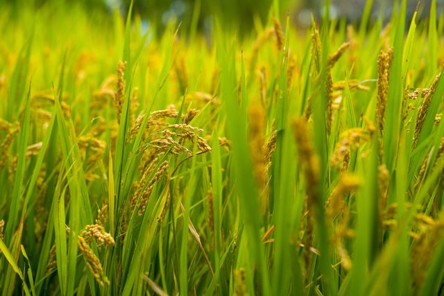 Golden rice grain heads ripening above green foliage
