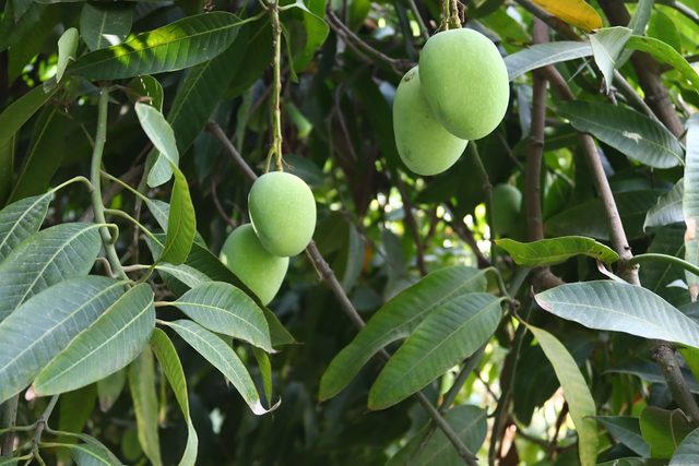 Close view of mango foliage and developing fruit on the branch