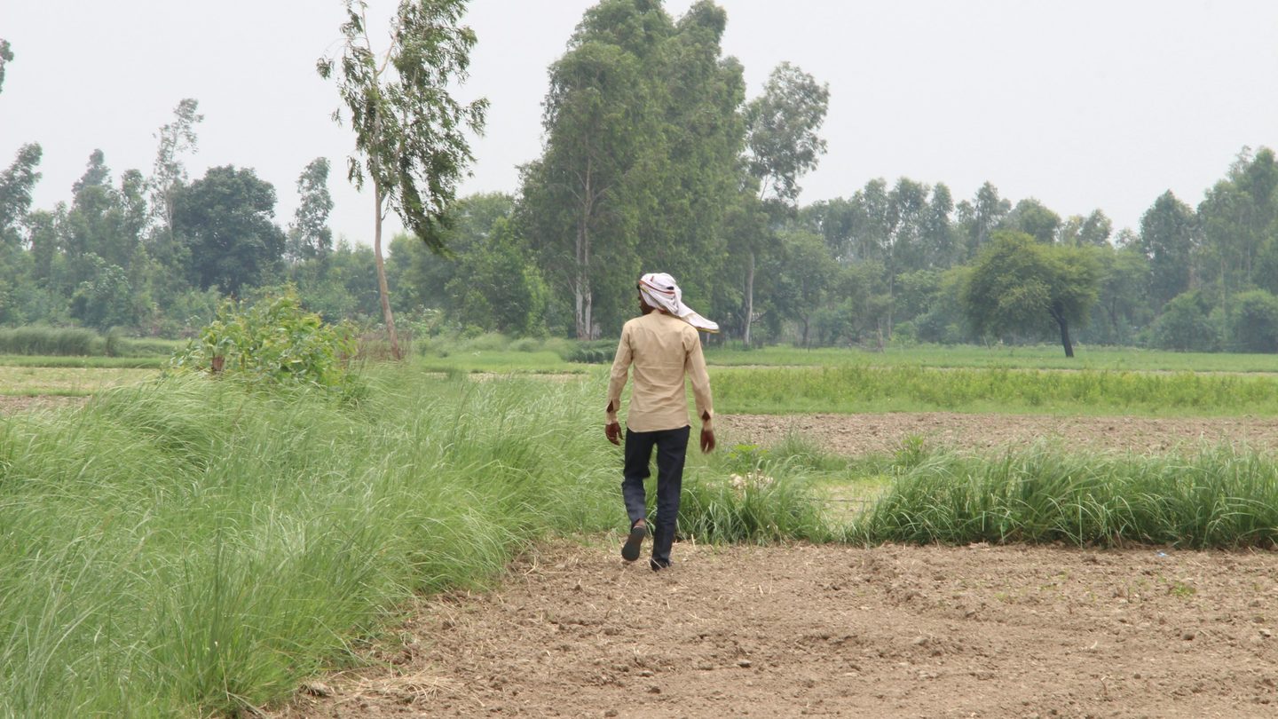 A farmer walking along a dirt track between green crop fields in the early morning