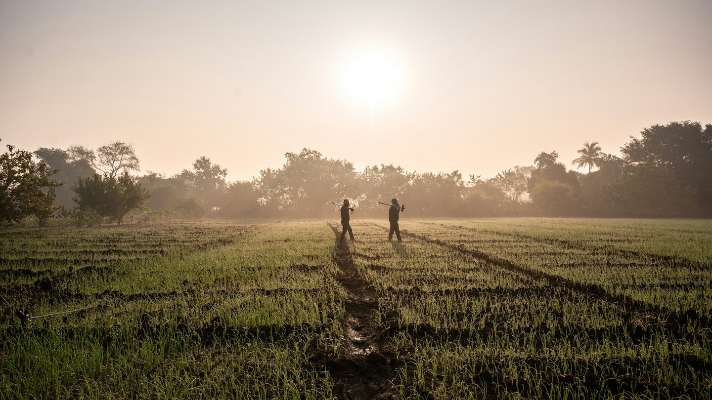 Two farmers silhouetted against a low sun as they walk through a green crop field at dawn