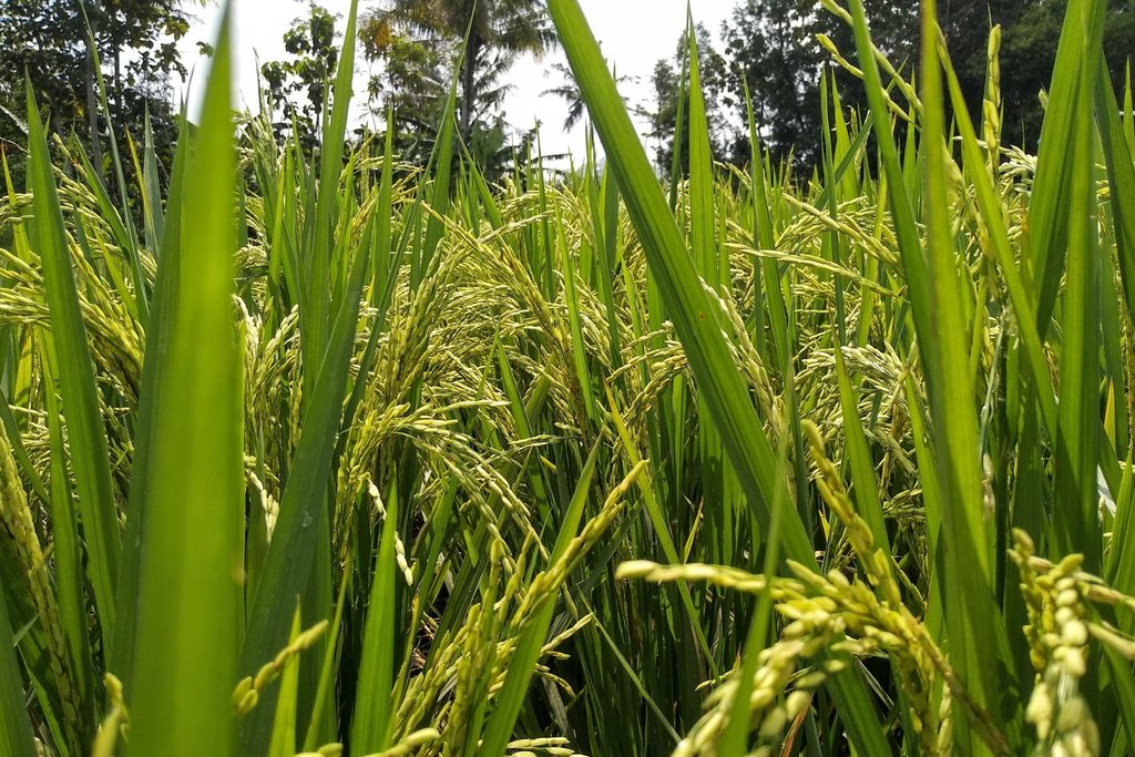 Close view of green rice stalks catching the light