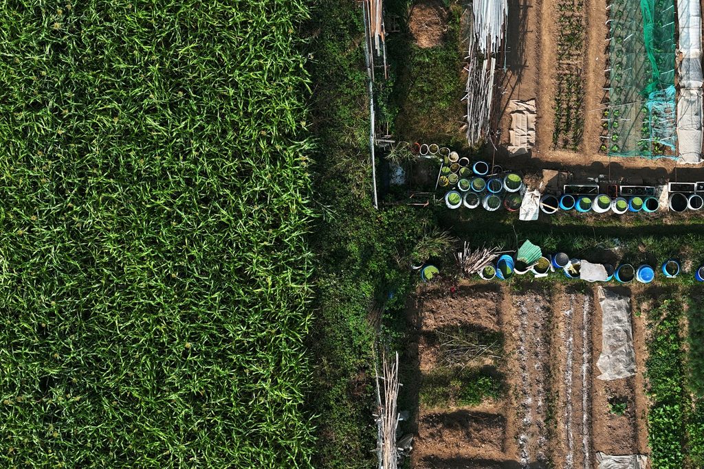 Aerial view of small cultivated plots forming a patchwork of green farmland