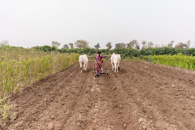 A farmer ploughing a field behind a pair of oxen