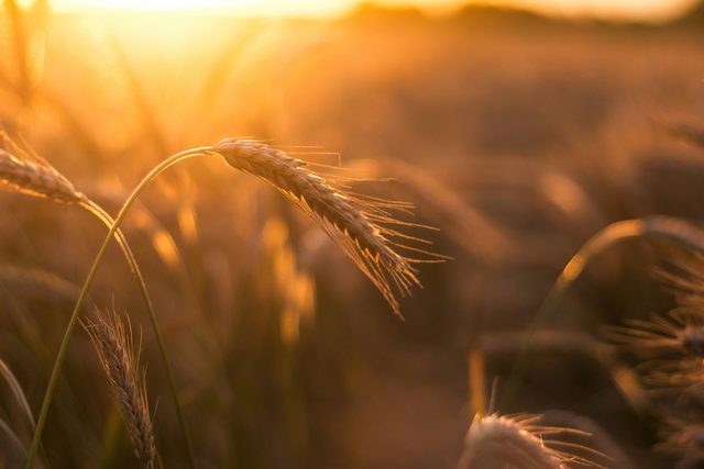 Ears of wheat backlit by low golden sunlight