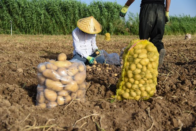 Farm workers lifting and bagging a potato crop by hand