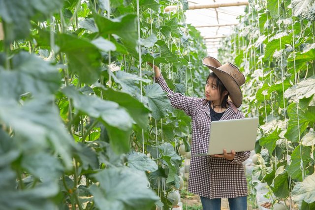 An agricultural technician recording crop data on a laptop inside a greenhouse