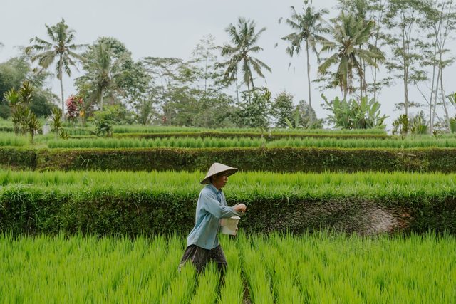 A farmer tending young rice in a flooded paddy