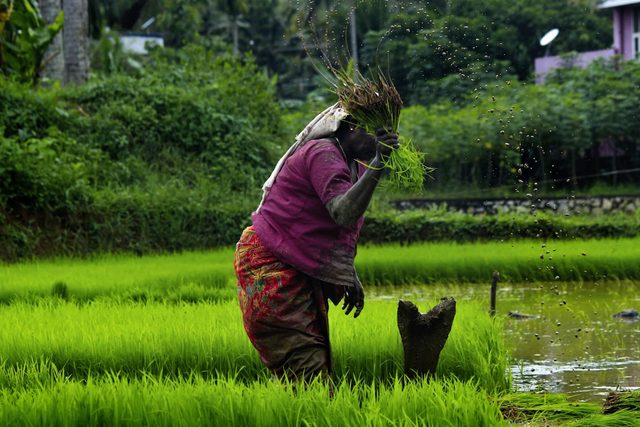 A farmer bending to gather crops in a green field