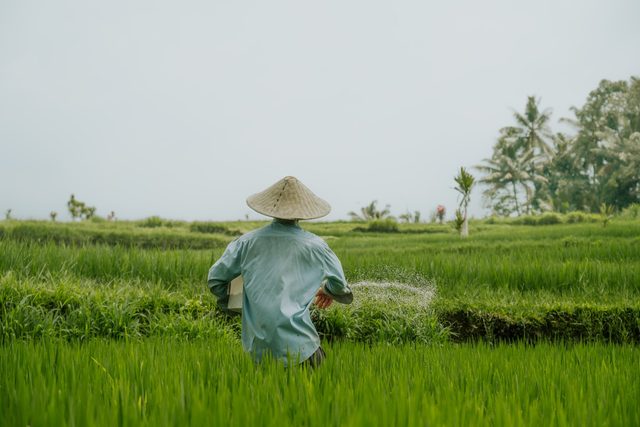 A farmer working between rows of young rice plants