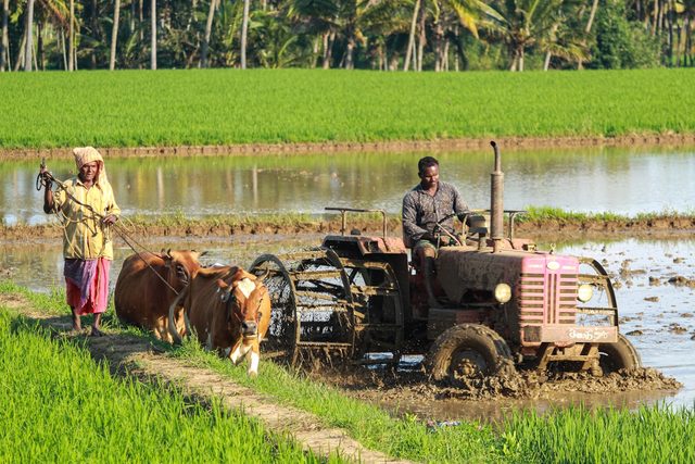 A farmer working a flooded field with a power tiller and a pair of oxen