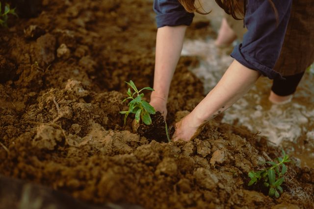 Hands settling a young seedling into dark, moist soil