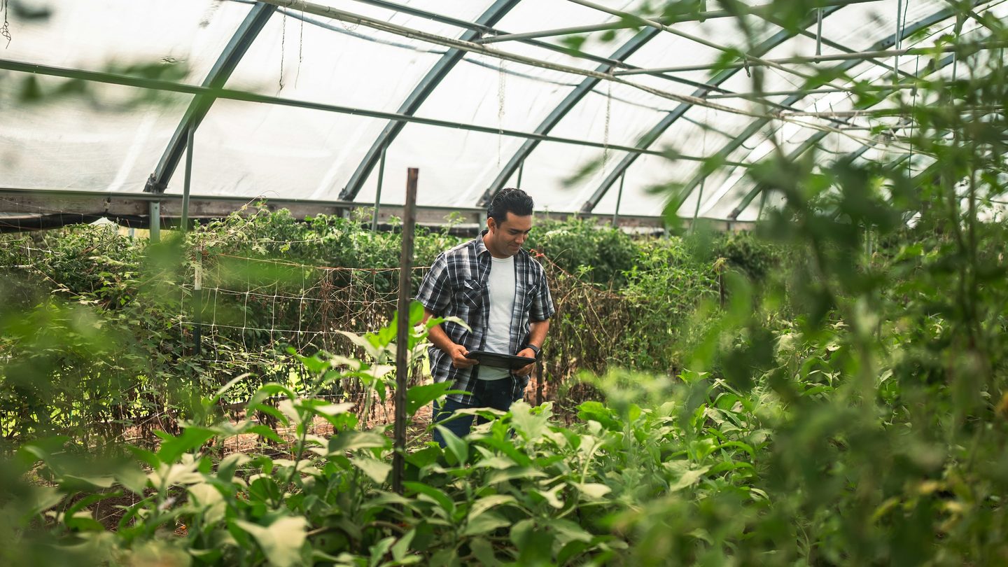 An agricultural researcher inspecting plants inside a growing house