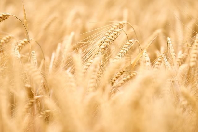 A field of ripe wheat ready to be cut