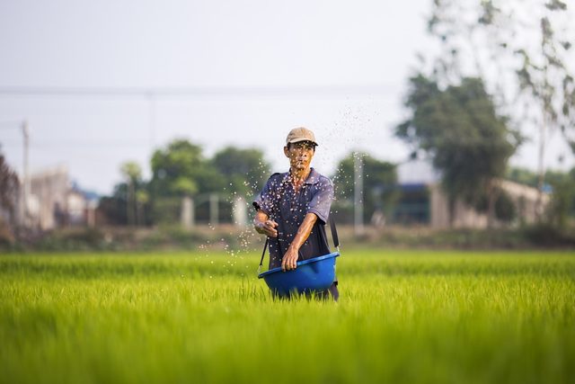 A farmer sowing seed by hand in a paddy field