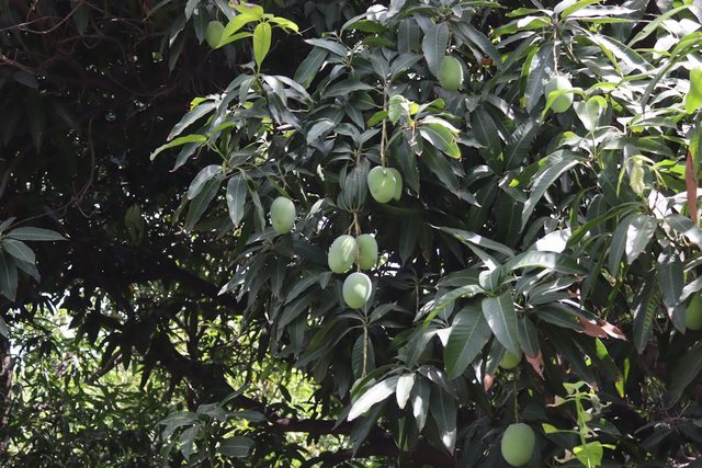 Dense mango foliage with fruit developing on the branch