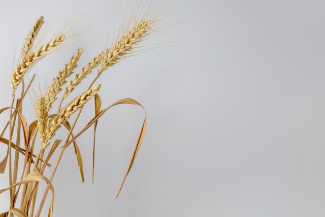 A single stem of wheat photographed against a pale background