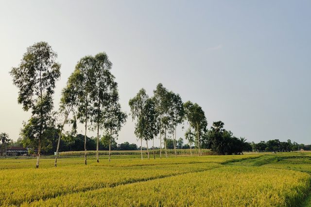A line of trees along the edge of a ripening field