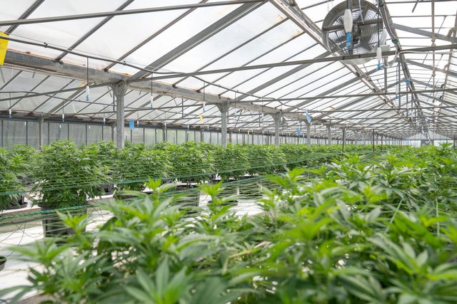 Long rows of crops growing under a commercial greenhouse roof