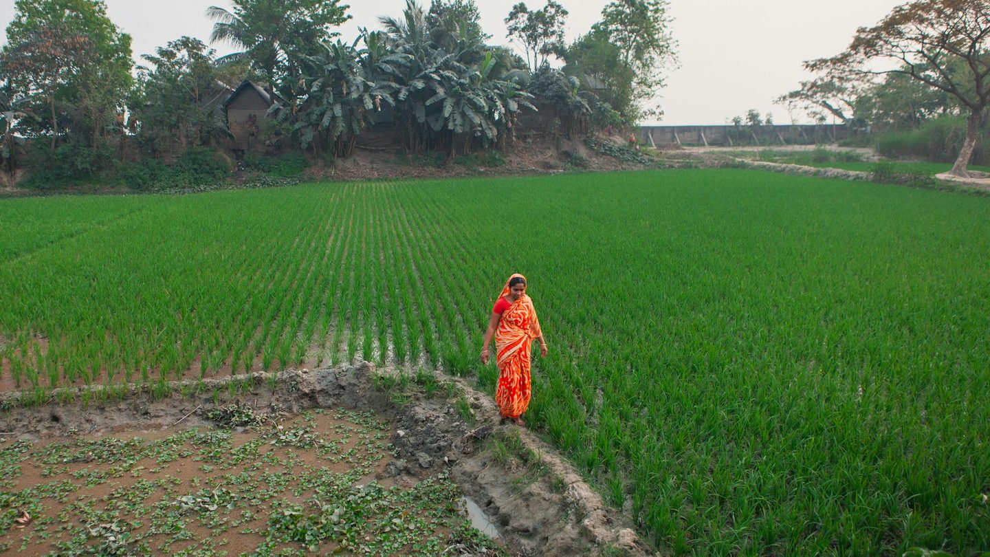 A woman in an orange shawl walking a narrow path through bright green rice fields