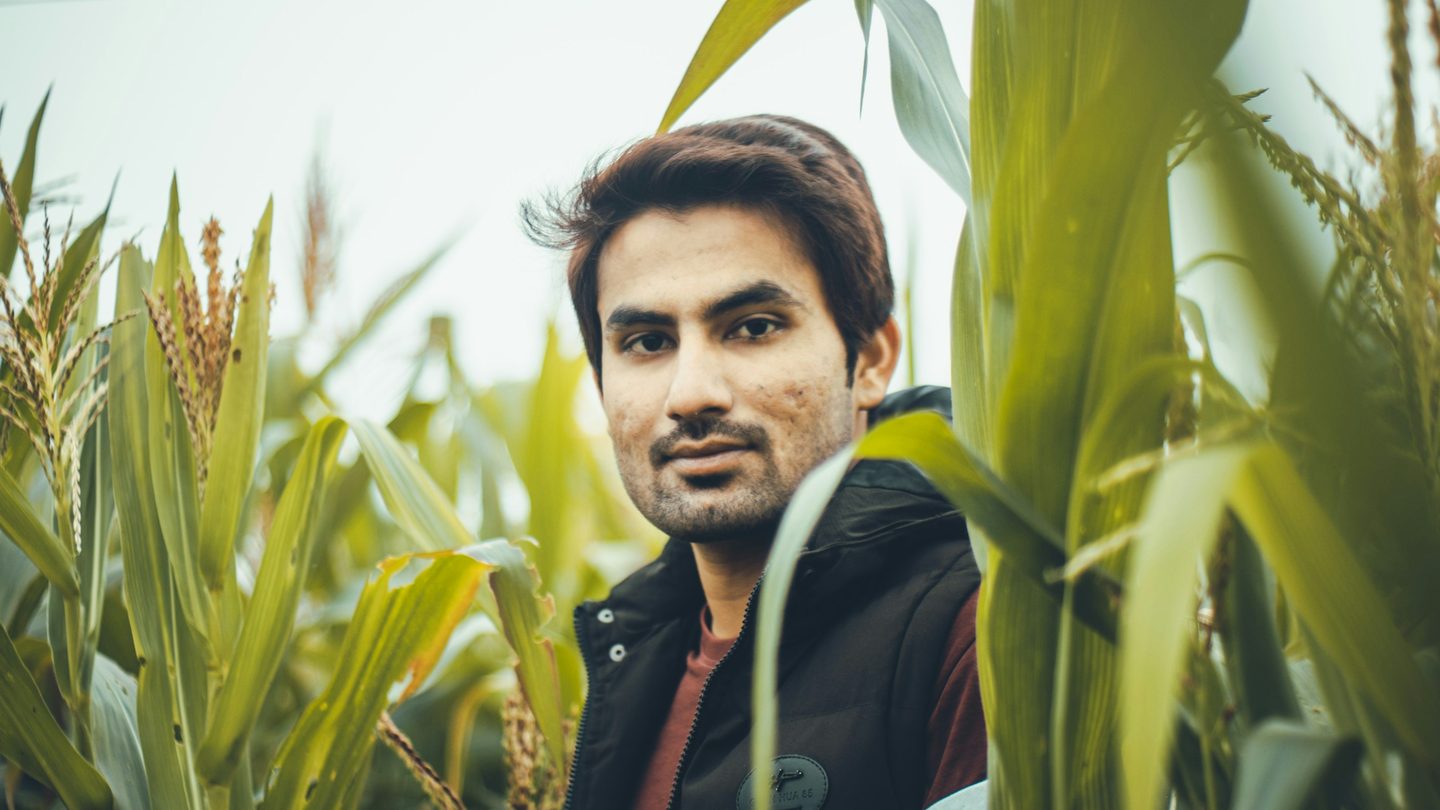 A farmer standing among tall maize plants