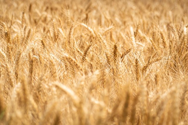 Ripe golden wheat ready for harvest