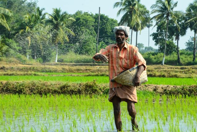 A farmer carrying a woven basket through a green paddy field